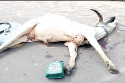 Vaches empoisonnées Nigéria