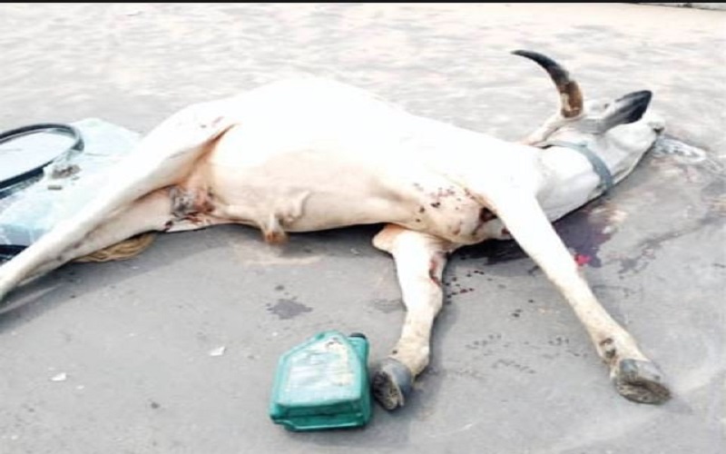 Vaches empoisonnées Nigéria