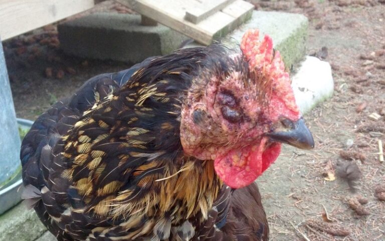 Variole aviaire Bénin