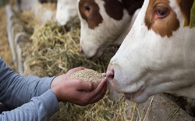 Aliments pour animaux