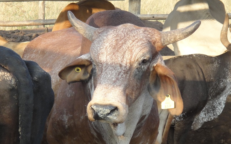 Fièvre aphteuse Afrique du Sud