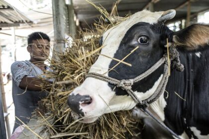 Production animale Algérie