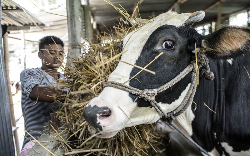 Production animale Algérie