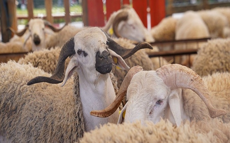 Reconstitution du cheptel au Maroc