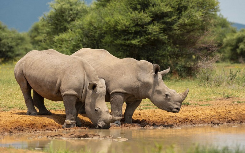 Une centaine de rhinocéros ont été braconnés en trois mois en Afrique du Sud, selon les autorités  qui indiquent que ce phénomène est une menace pour la faune  sauvage du pays.
