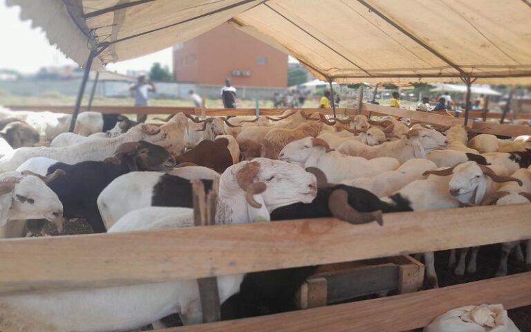 Acteurs de la filière bétail et autorités rassurent les populations