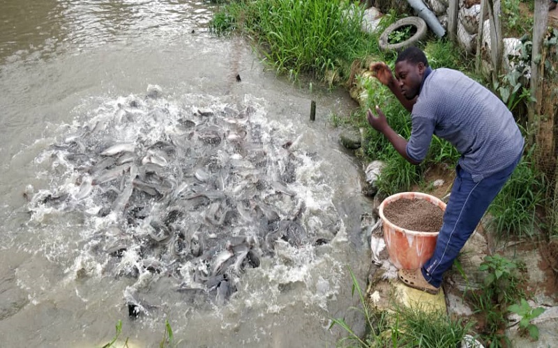 Aquaculture au Nigéria