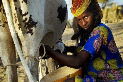 Filière lait Nigéria