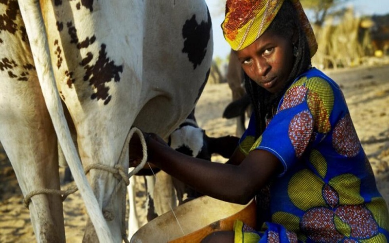 Filière lait Nigéria