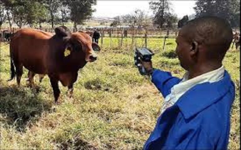 Le gouvernement du Zimbabwe a officiellement lancé un nouveau système numérique de suivi du bétail, pour renforcer la transparence et la sécurité alimentaire nationale