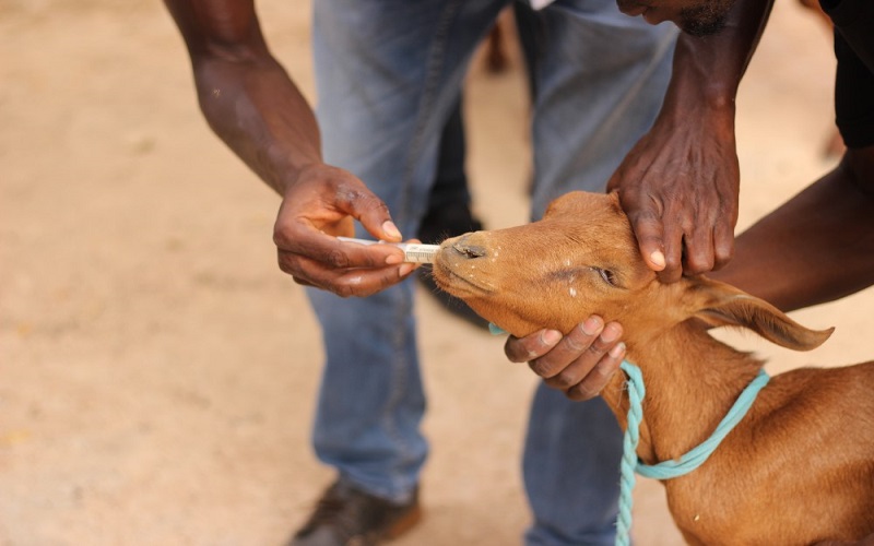 Peste des petits ruminants