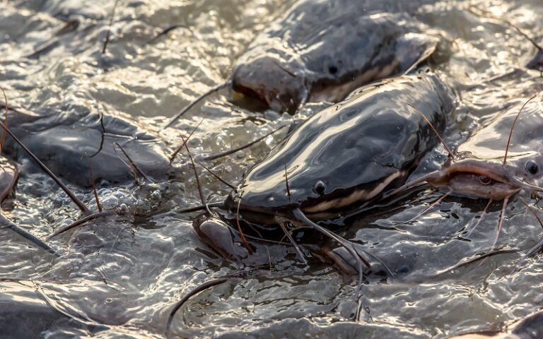 élevage poisson-chat