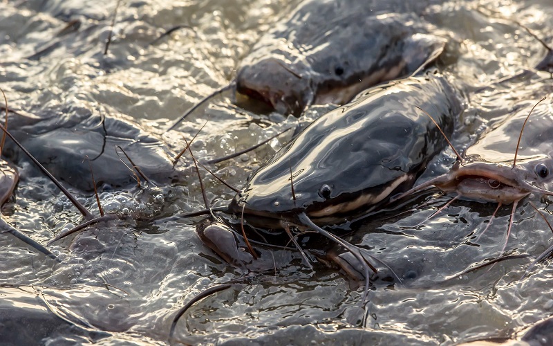 élevage poisson-chat