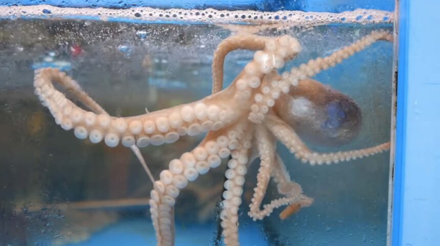 Un atelier sur la durabilité et l'inclusivité de la pêche artisanale de poulpe dans la région de l'océan Indien occidental (OIO) s’est tenue récemment à Mombasa, au Kenya