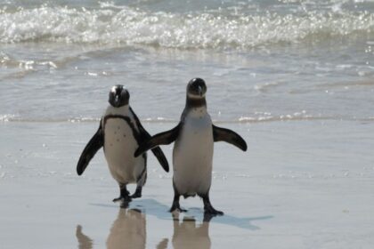 Le gouvernement sud-africain a approuvé un nouveau projet de réglementation environnementale qui renforce le contrôle des transferts de carburant entre navires en mer afin de protéger la vie marine.