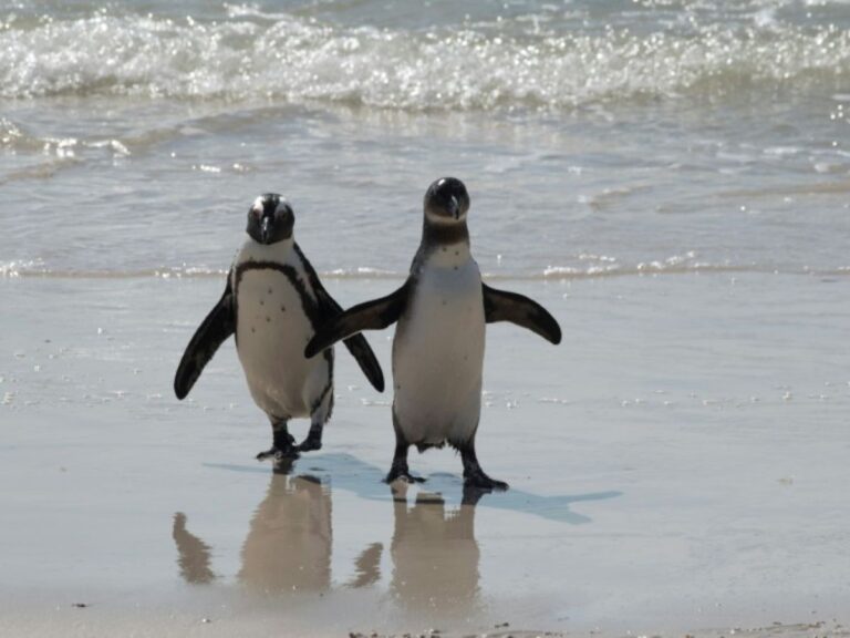 Le gouvernement sud-africain a approuvé un nouveau projet de réglementation environnementale qui renforce le contrôle des transferts de carburant entre navires en mer afin de protéger la vie marine.