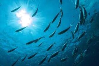 Le gouvernement de Zanzibar a réaffirmé son engagement à collaborer avec les acteurs du développement dans les secteurs de la pêche et de la mer pour promouvoir une gestion inclusive des ressources océaniques