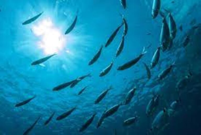 Le gouvernement de Zanzibar a réaffirmé son engagement à collaborer avec les acteurs du développement dans les secteurs de la pêche et de la mer pour promouvoir une gestion inclusive des ressources océaniques