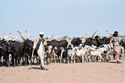Le gouvernement du Niger a inauguré un comité de développement de l’élevage composé pour stimuler la transformation agricole