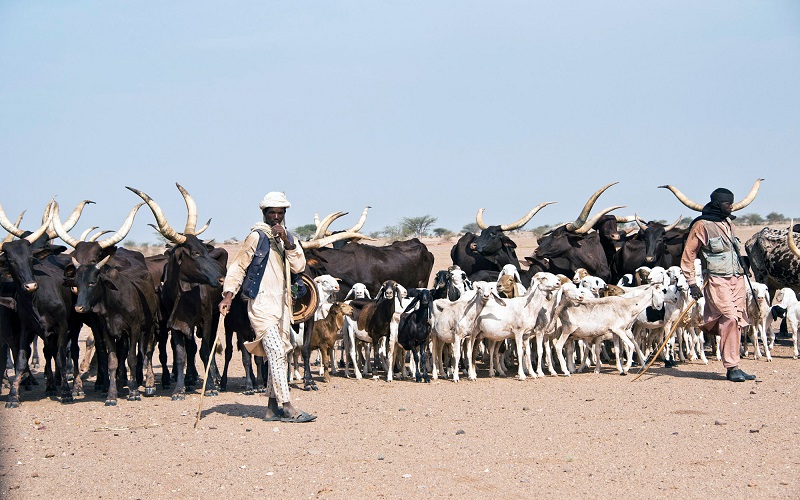 Le gouvernement du Niger a inauguré un comité de développement de l’élevage composé pour stimuler la transformation agricole