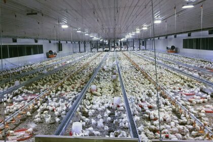 Le ministère fédéral du développement de l'élevage du Nigéria est un moteur de transformation socio-économique en particulier pour les Communautés rurales, selon le secrétaire du gouvernement de la Fédération (