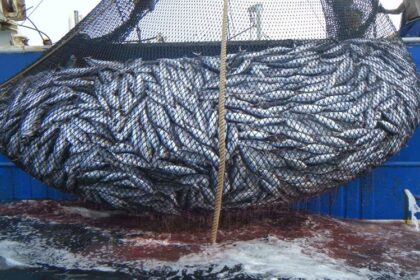 Exportations poissons Sénégal