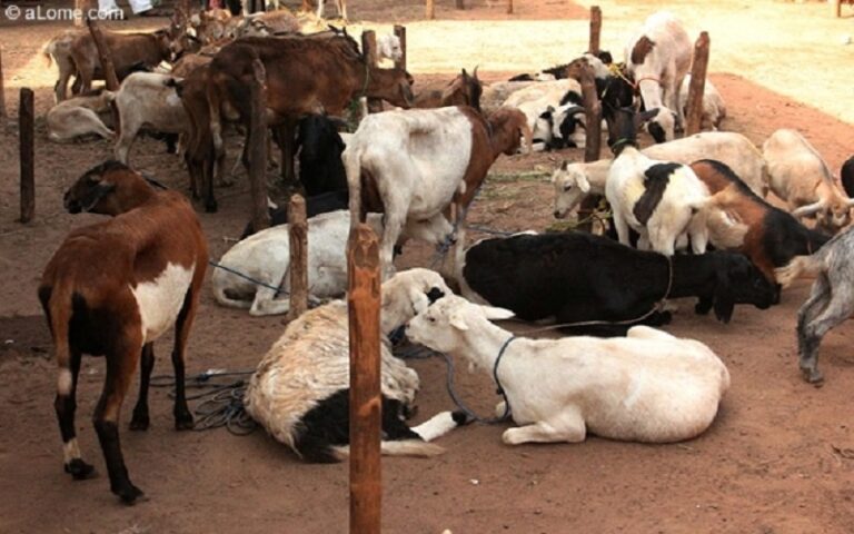 Filière bétail Bénin