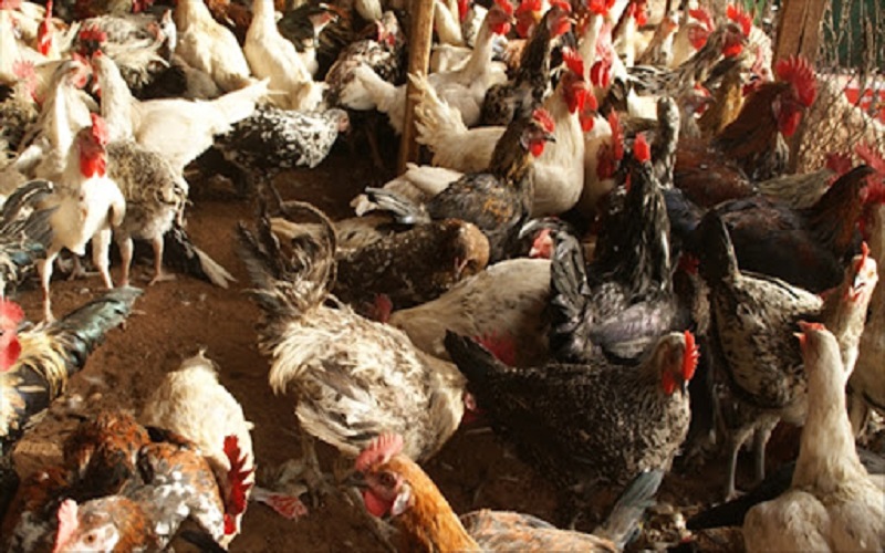 Grippe aviaire en Afrique du Sud