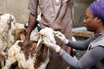 IA et santé animale