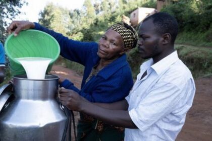 Au Zimbabwe, la production de lait cru a enregistré une hausse considérable par rapport aux années précédentes et continue