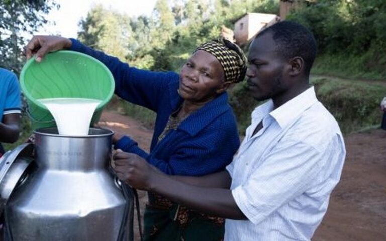 Au Zimbabwe, la production de lait cru a enregistré une hausse considérable par rapport aux années précédentes et continue