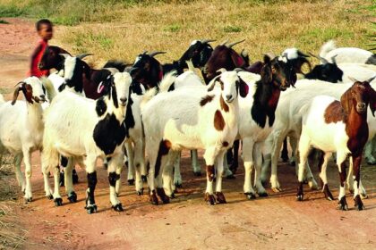 Bamako a abrité un atelier pour renforcer de la veille pastorale dans le pays