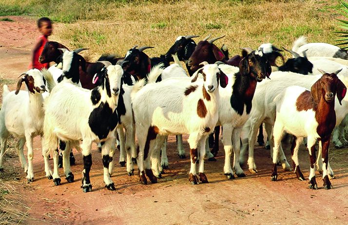 Bamako a abrité un atelier pour renforcer de la veille pastorale dans le pays