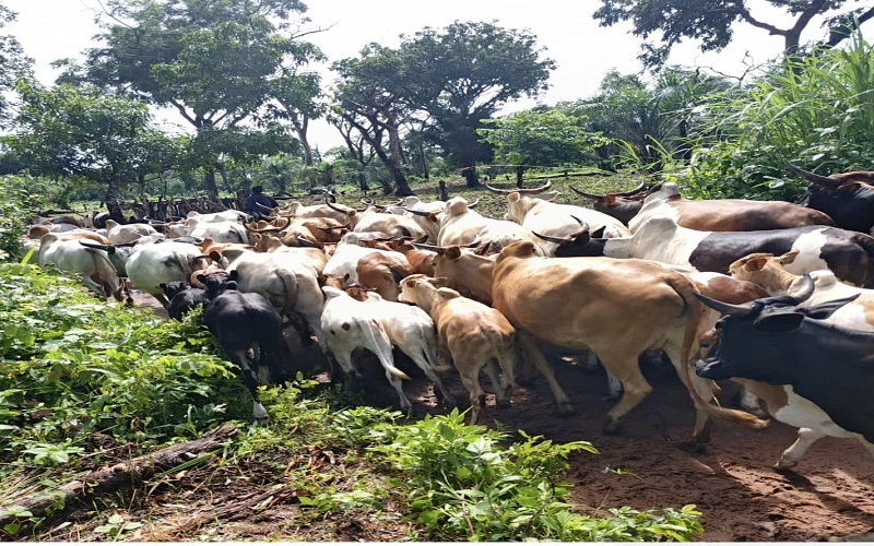 éleveurs transhumants guinéen