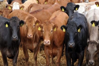 La Chambre de commerce agricole d'Afrique du Sud (Agbiz) s’inquiète de l’inflation continue des prix de la viande rouge