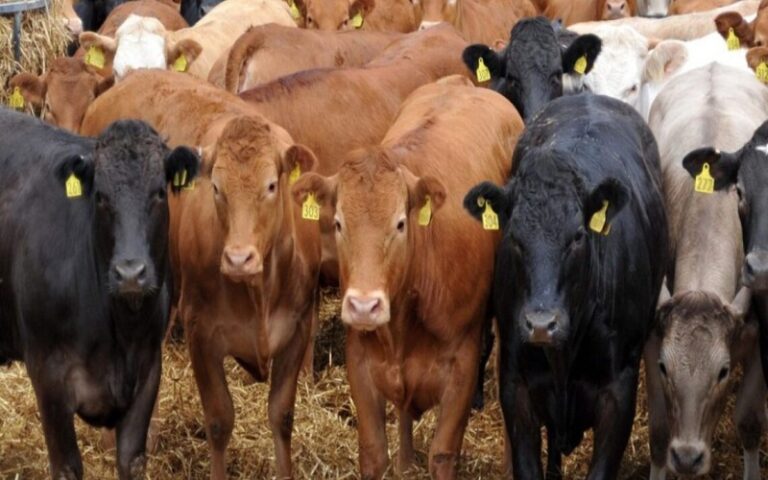 La Chambre de commerce agricole d'Afrique du Sud (Agbiz) s’inquiète de l’inflation continue des prix de la viande rouge