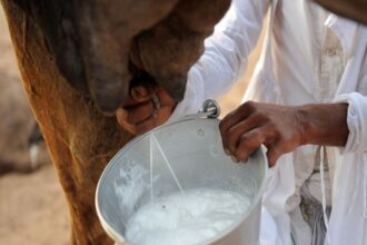 Filière lait Somalie