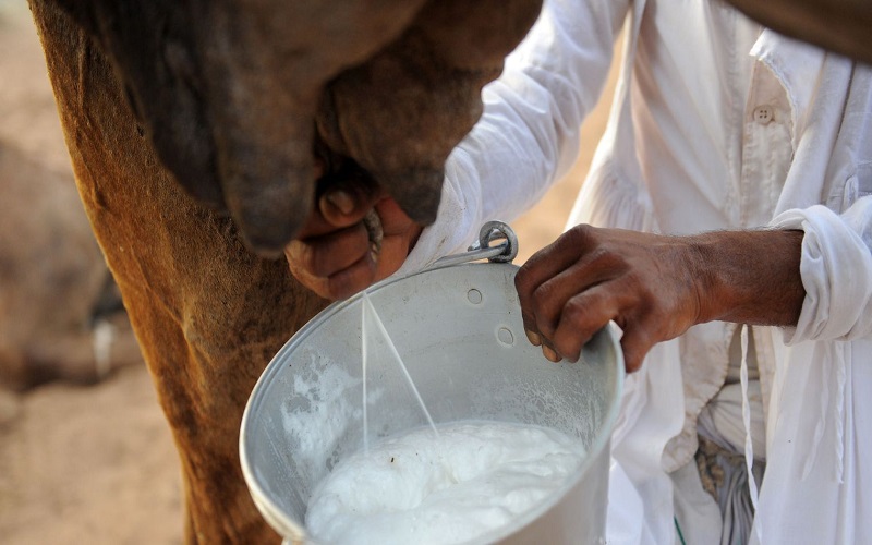 Filière lait Somalie