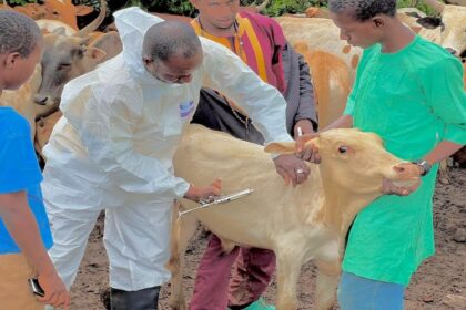 La préfecture de Beyla en Guinée a servi de cadre au coup d’envoi de la Campagne nationale de vaccination contre la Pneumonie Contagieuse Bovine (PPCB)