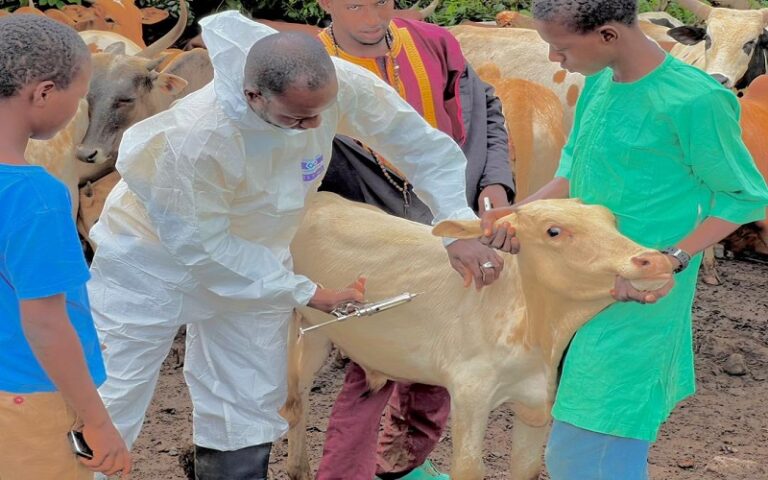 La préfecture de Beyla en Guinée a servi de cadre au coup d’envoi de la Campagne nationale de vaccination contre la Pneumonie Contagieuse Bovine (PPCB)