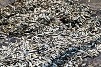 Mortalité de poissons Bassam