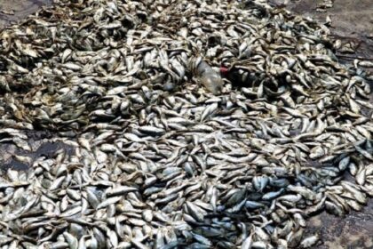 Mortalité de poissons Bassam