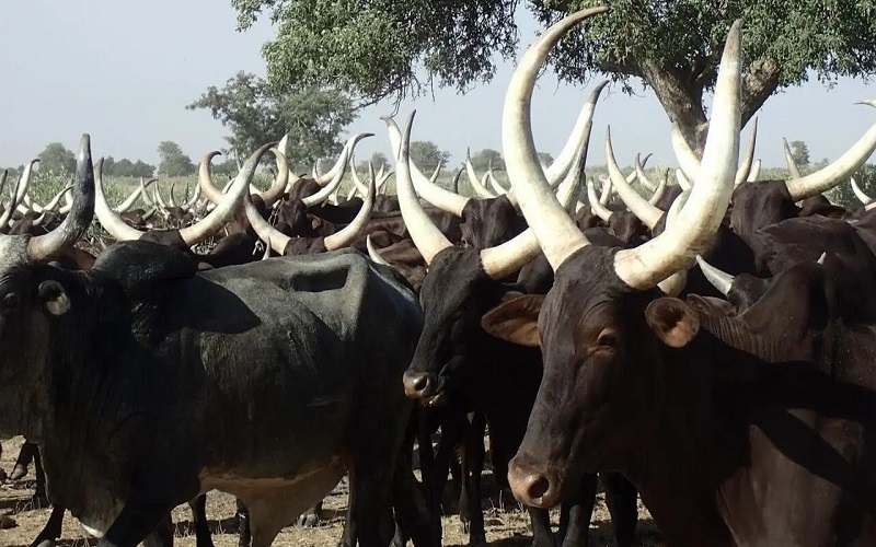 Nigeria exporte bétail en Arabie Saoudite