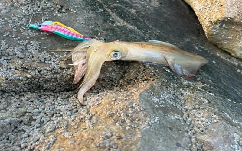 Pêche du calamar au Bénin