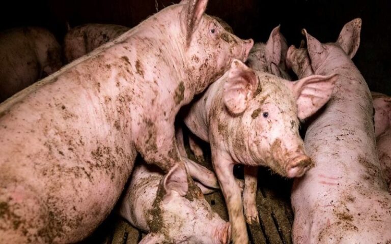 Production animale Burundi