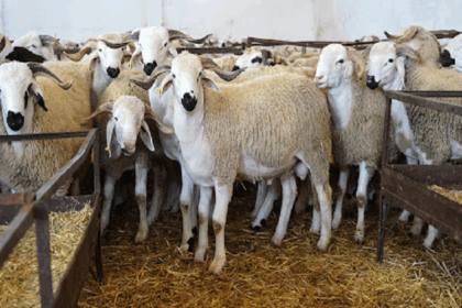 Production animale Maroc