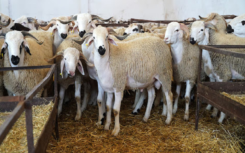 Production animale Maroc