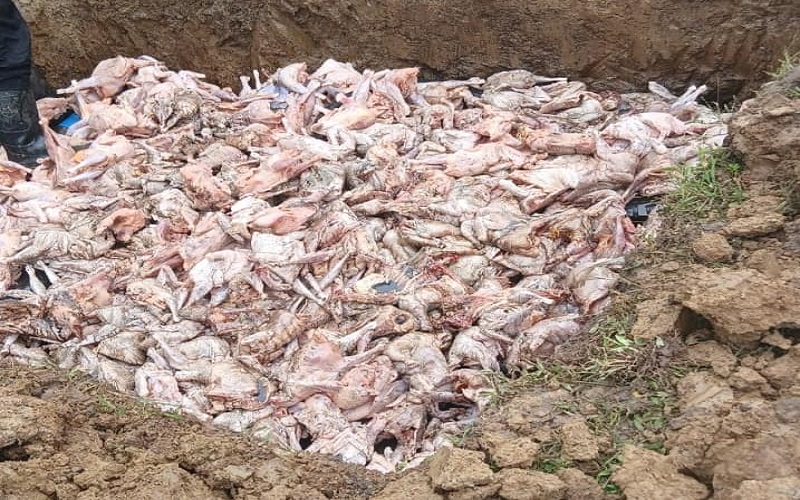 Produits d’origine animale Burkina