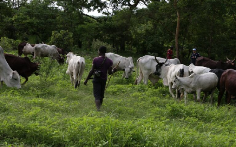 Lancement d’un numéro vert pour signaler rapidement les incidents liés à la transhumance au Togo