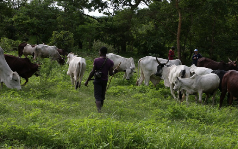 Lancement d’un numéro vert pour signaler rapidement les incidents liés à la transhumance au Togo